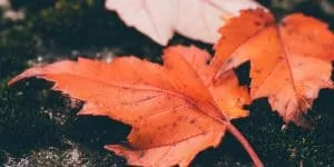 Autumn at the Australian Shiatsu College